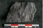 Foto (Detailansicht) von Camptopteris haastii Ettingshausen (NHMW-GEO-2024-0188-10297b)